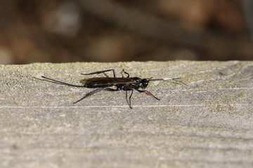 A large Echthrus reluctator Wasp, perching on a wooden fence in a forest in the UK.