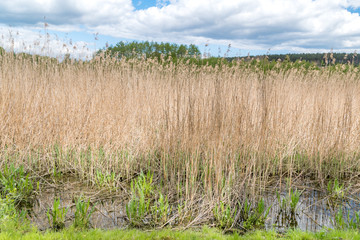 View of water plants (Phragmites australis).