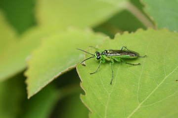 A hunting Sawfly, Tenthredinidae, Rhogogaster, perching on an Aspen tree leaf, Populus tremula, in woodland in the UK.