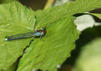 A newly emerged male Red-eyed Damselfly, Erythromma najas, perching on a bramble leaf in springtime.
