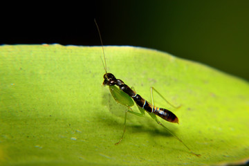 Odontomantis planiceps is known as The Asian ant mantis. Small mantis and black
