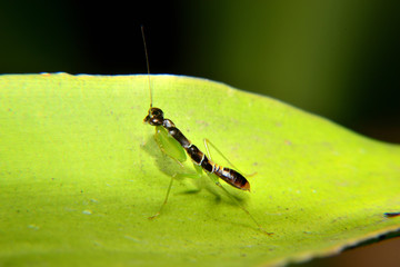 Odontomantis planiceps is known as The Asian ant mantis. Small mantis and black