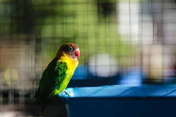 In the bird cage there are green-yellow budgie with black eyes and red mouth