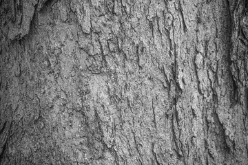 texture of the bark