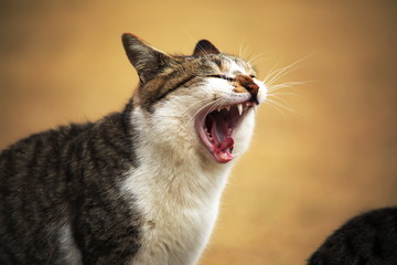 Yawning cat with a big mouth open