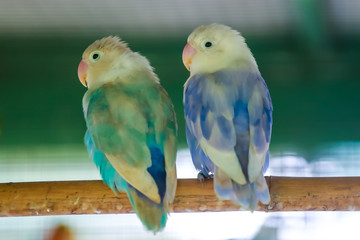 Green-white and blue-white budgerigs coalesce on tree branches in wire cages