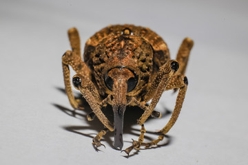 Macro Close-up of Insects, the brown beetle is a small insect native to Asia