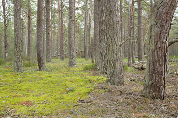 Obraz premium Untouched pine forest in a national park in sweden, this environment is important for many endangered animals