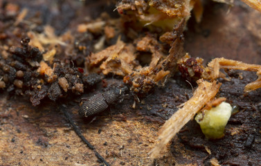 Weevil, Dryophthorus corticalis on pine wood