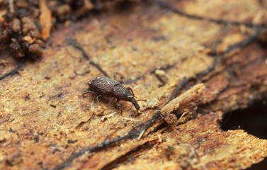 Weevil, Dryophthorus corticalis on pine wood