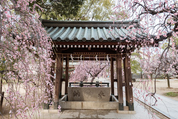 Temizuya of Miyake Shrine in Osaka, Japan
