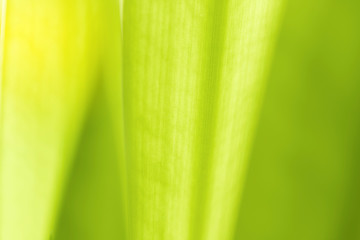 Closeup nature green leaf on blurred greenery background at morning sunlight with copy space using as background, fresh wallpaper concept.