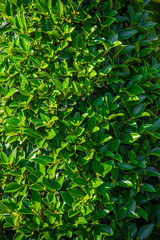 green leaves in the garden
