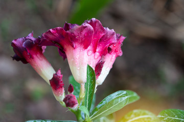 Beautiful Desert rose flower in the garden with blurry green leaf in the background