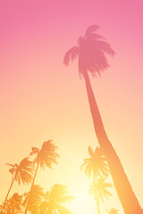 Copy space of tropical palm tree with sun light on sky background.