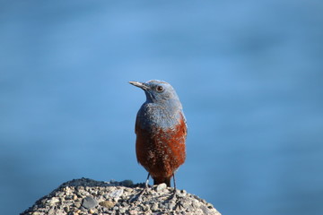 Blue rock thrush on the rock