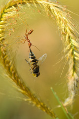 Fototapeta premium Red Ant