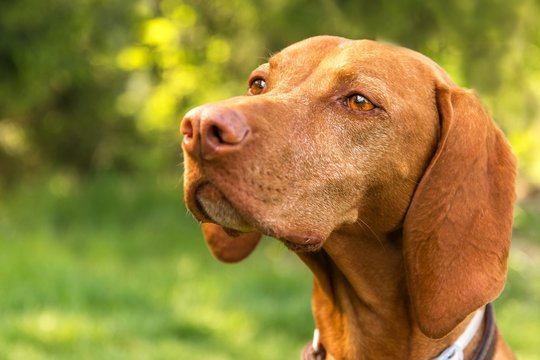 Close-up of a hunting dog. Loyal friend. Head of Hungarian hound - Vizsla. Collar against ticks. Dog's eyes.