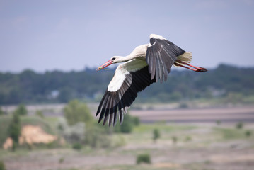 Obraz premium Stork caught a green lizard