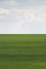 Wheat field stretches far beyond the horizon