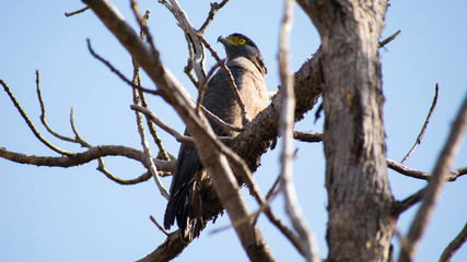 Crested Serpent Eagle (Spilornis cheela) Eagle at kerwa dam bhopal