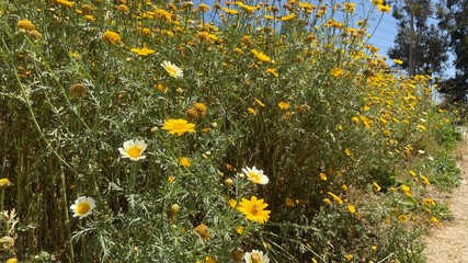 field of yellow flowers