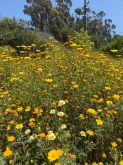 field of dandelions