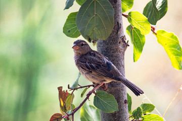 A female house sparrow (Passer Domesticus) perched on a tree branch
