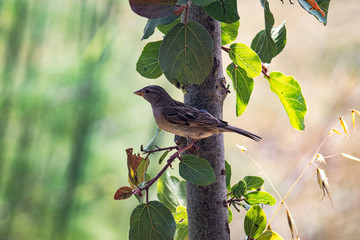 A female house sparrow (Passer Domesticus) perched on a tree branch