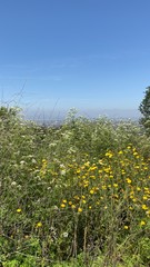 field of dandelions