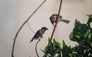 A mother house sparrow (Passer Domesticus) feeding a young chick