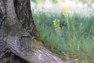 Obraz premium lizard on the grass
