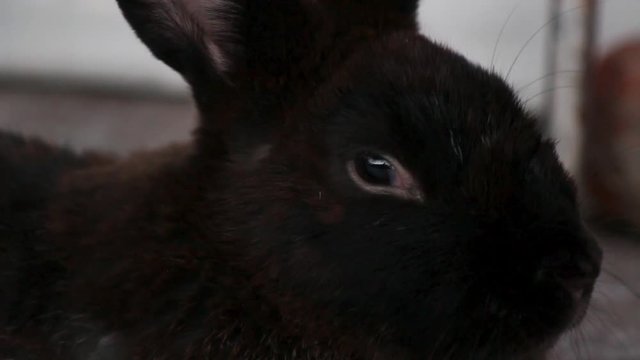 ojos de conejo negro