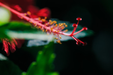 Red hibiscus pollen on a tree with green leaves, macro, close-up