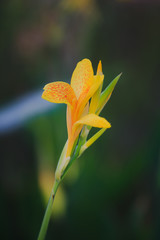 One yellow Canna flower, yellow flower, Canna flower