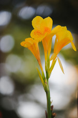 Yellow Canna Bouquet Bokeh, Yellow Flowers, Canna