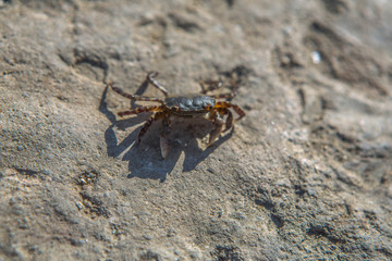 Little crab