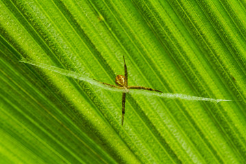 Little Spider