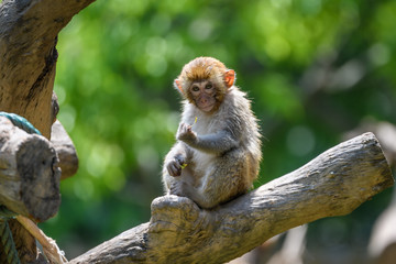 Little monkey sitting on the tree