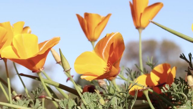 Beautiful season of blooming poppies orange color, windy blowing poppy flowers in nature, footage idyllic blooming poppies flowers bright fresh colorful for background video 