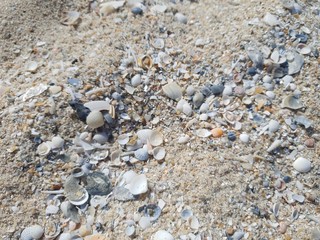 crack shells on the beach in various colour