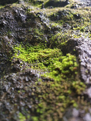 moss on black rock close up