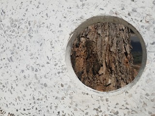 terrazzo surface flooring  exterior background texture with a window seeing through a tree bark 

