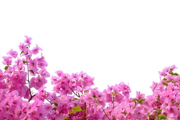 A sweet pink Bougainvillea  flower blossom in botanical garden on white isolated background with copy space