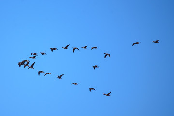 Fototapeta premium Flying geese. Spring season. Birdwatching in Lubana, Latvia.