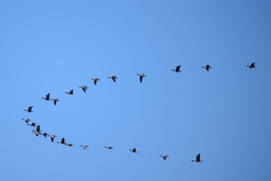 Flying geese. Spring season. Birdwatching in Lubana, Latvia.