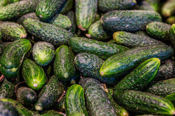 Many fresh cucumbers on the market counter. Vegetarianism and healthy eating. Top view.