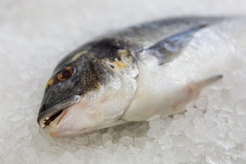 Fresh fish on ice at a market counter. Close-up. Healthy eating
