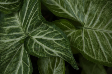 Fototapeta premium Green leaf texture. Leaf texture background