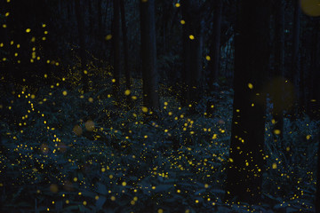 firefly(luciola parvula) in the forest